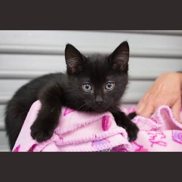 Photo of Tazzie