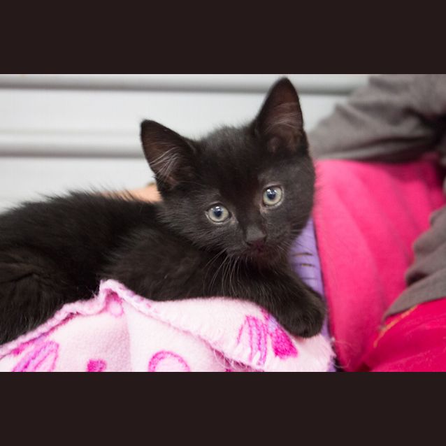 Photo of Tazzie