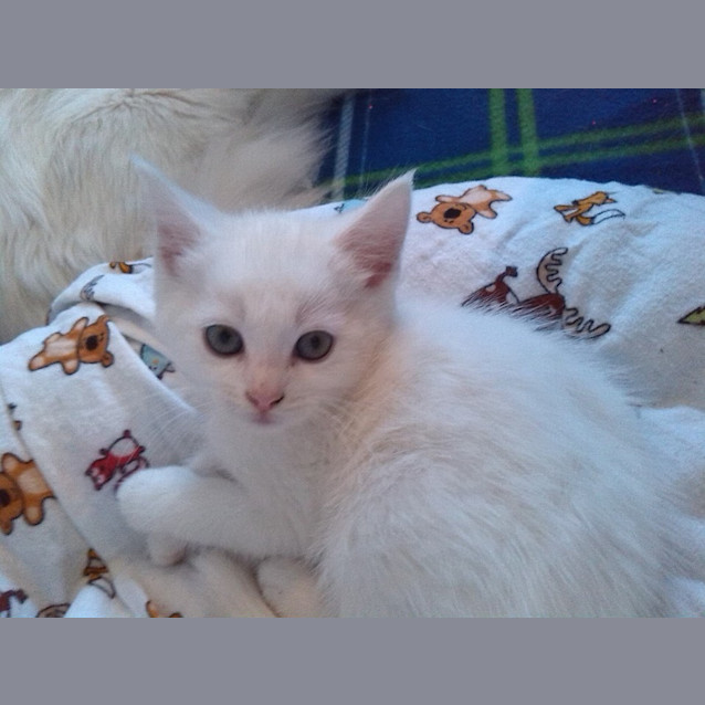 Photo of Claude 