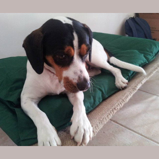Photo of Dexter