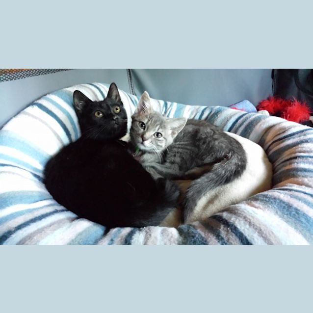 Photo of Bucket (Kid Friendly)