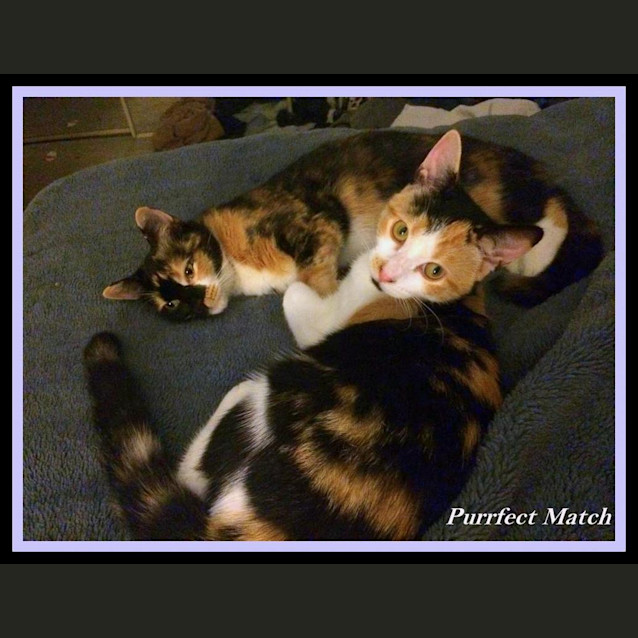 Photo of "Torti"   Purrfect Match