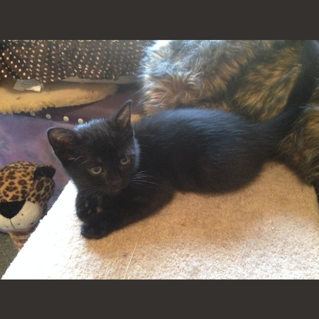 Photo of Sandy **2nd Chance Cat Rescue**