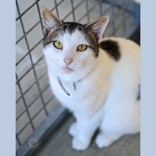 Photo of Pepper