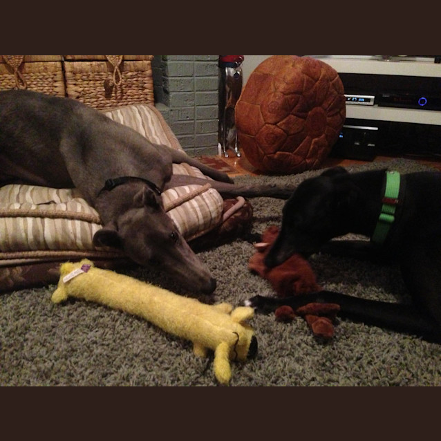 Photo of Maxwell (So Smart)