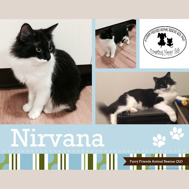 Photo of Nirvana
