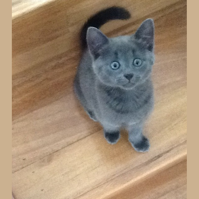 Photo of Squeak 