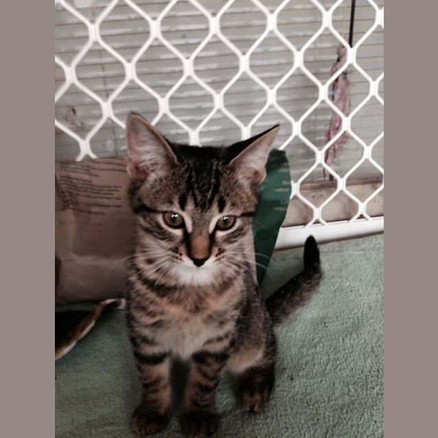 Photo of Nahla