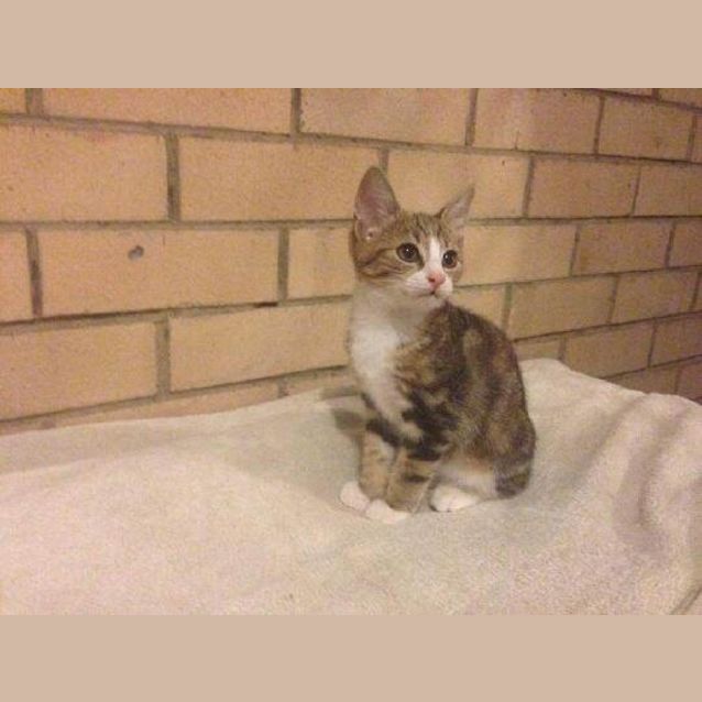 Photo of Sox