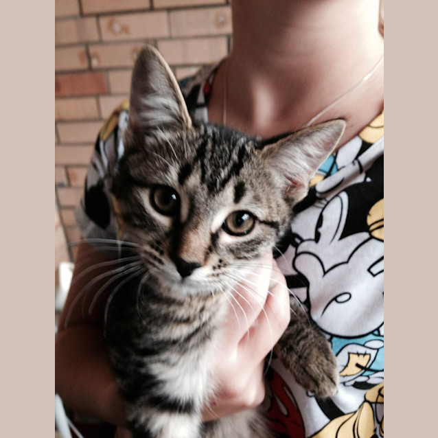 Photo of Simba