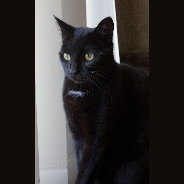 Photo of Mona $80 To Adopt!