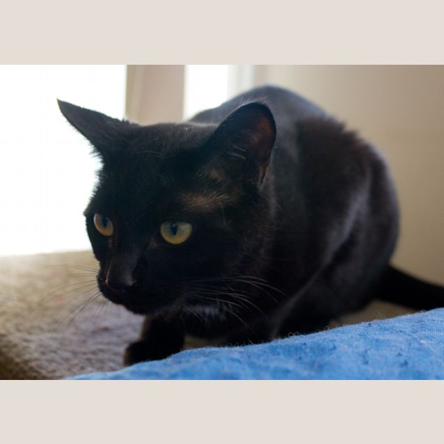 Photo of Mona $80 To Adopt!