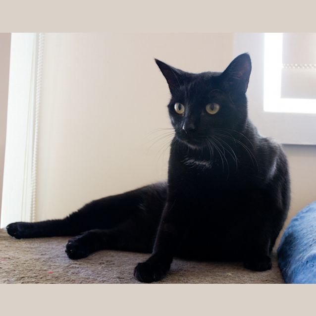 Photo of Mona $80 To Adopt!