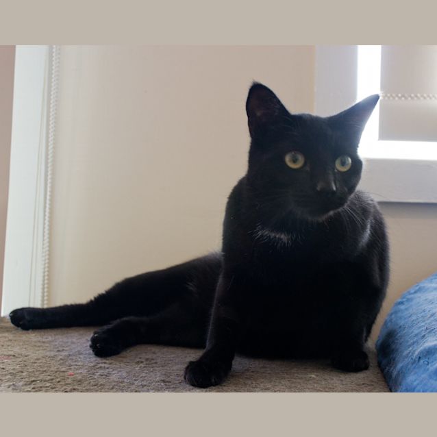 Photo of Mona $80 To Adopt!