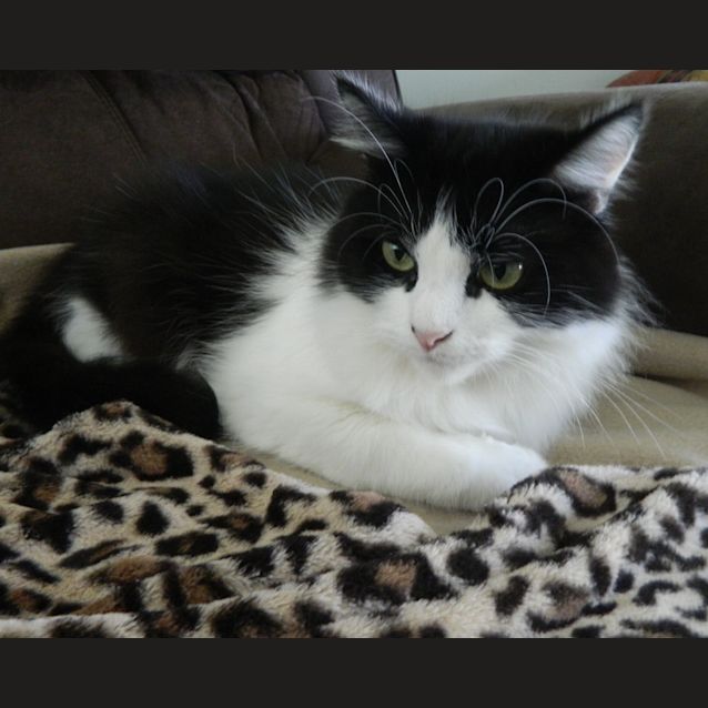 Photo of "Indy"   Purrfect Match