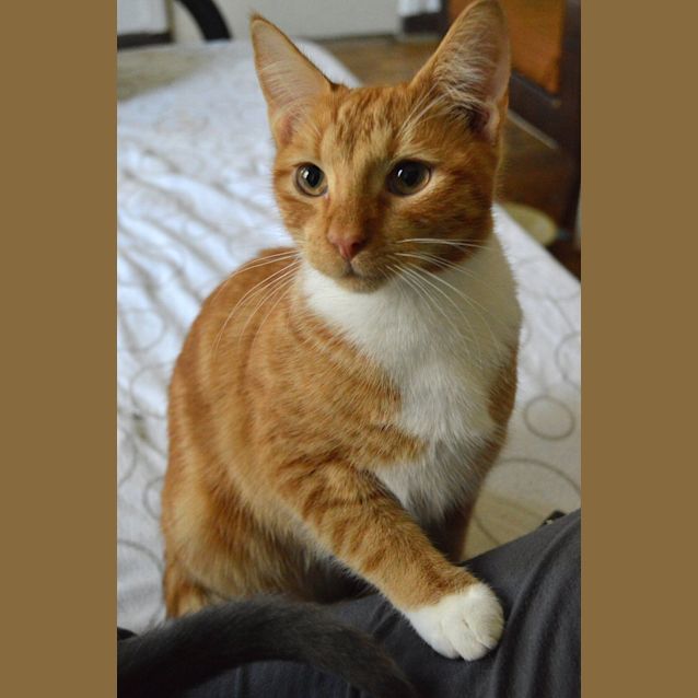 Photo of Noel Reduced Adoption Fee $80