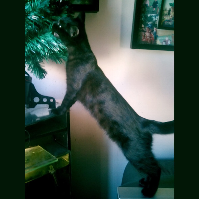 Photo of Jinxy