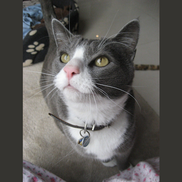 Photo of Benji