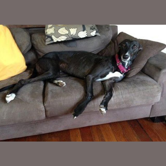 Photo of Ebony