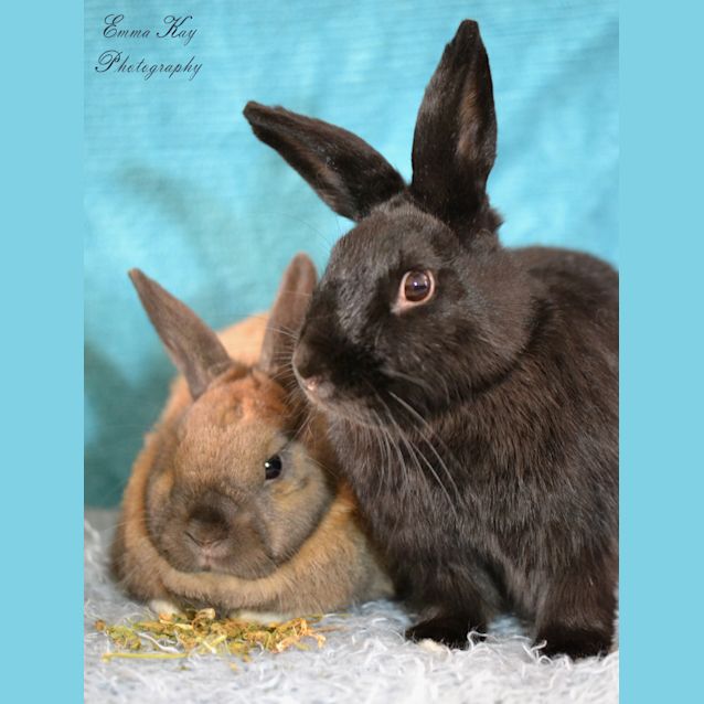 Photo of Fudge And Coco Chanel