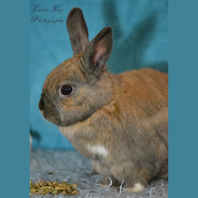 Photo of Fudge And Coco Chanel