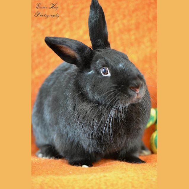 Photo of Fudge And Coco Chanel