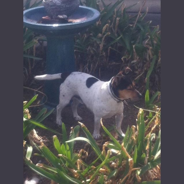 Photo of Toby (D651)