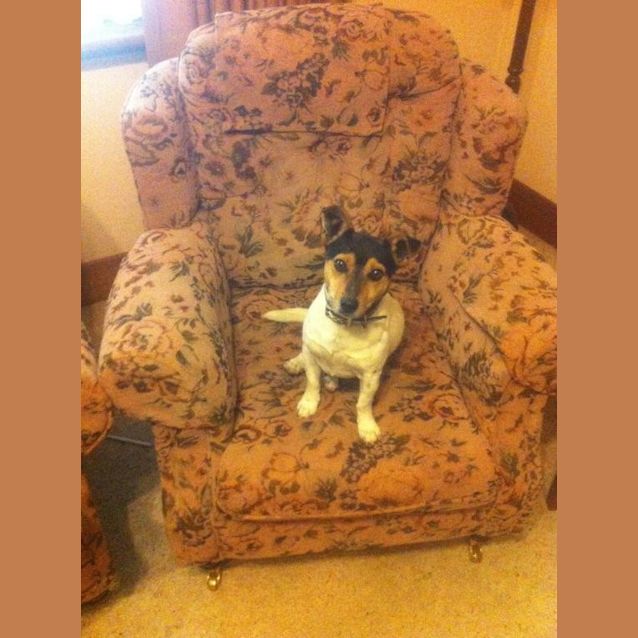 Photo of Toby (D651)