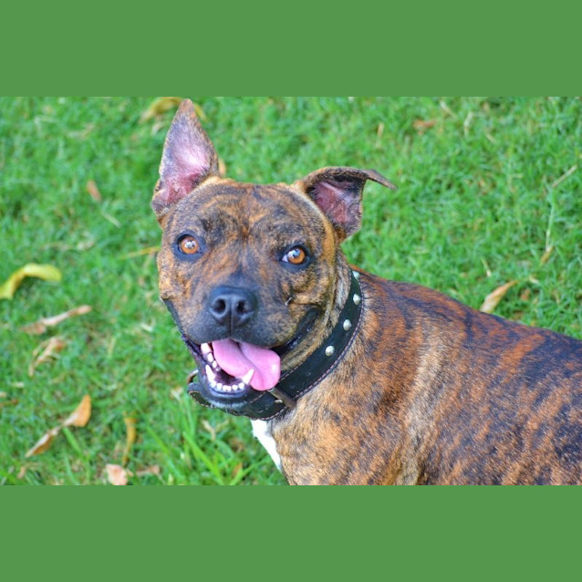 Photo of Daisy