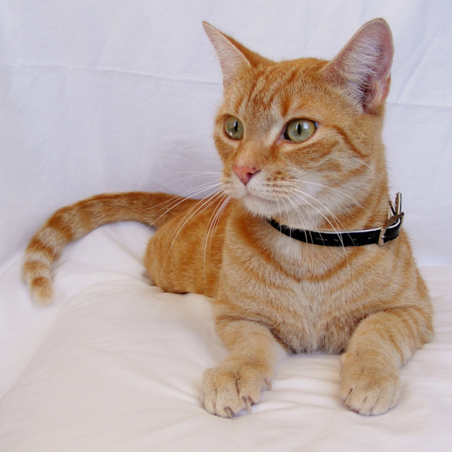 Photo of Spock