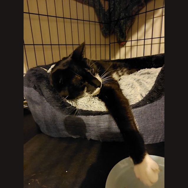 Photo of Felix