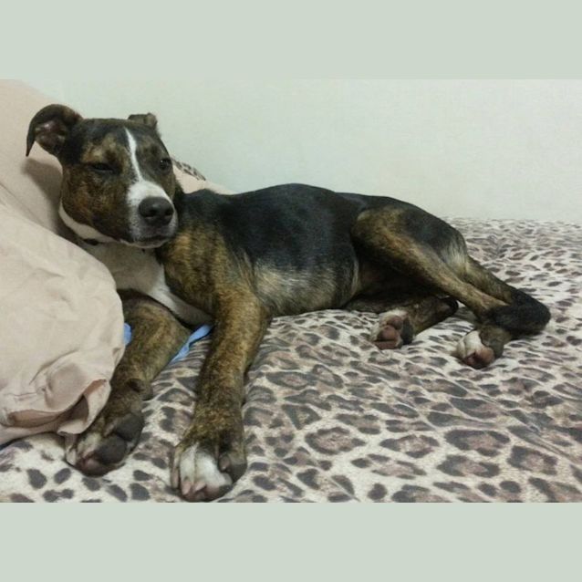 Photo of Rebel 