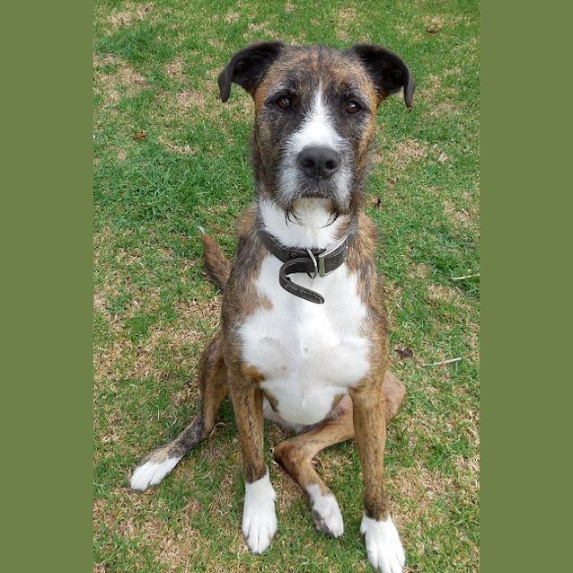 Photo of Bruno (E1119)