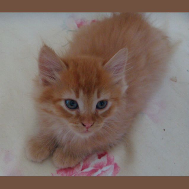 Photo of Max (E1109)