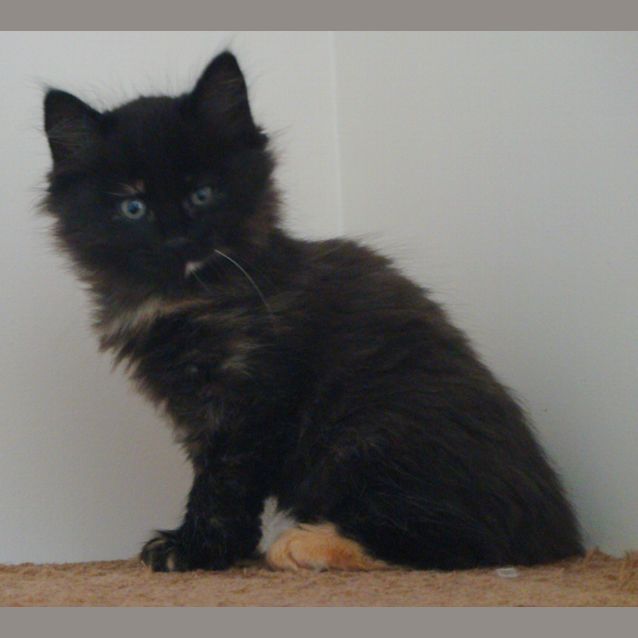 Photo of Molly (E1110)