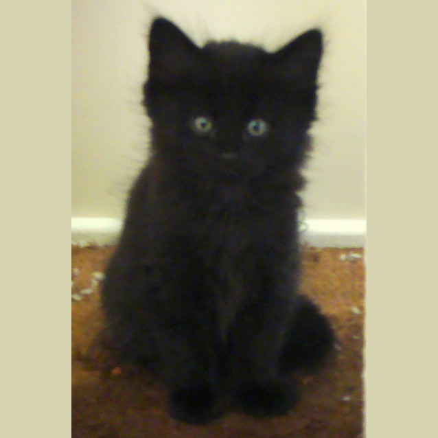 Photo of Millie (E1111)