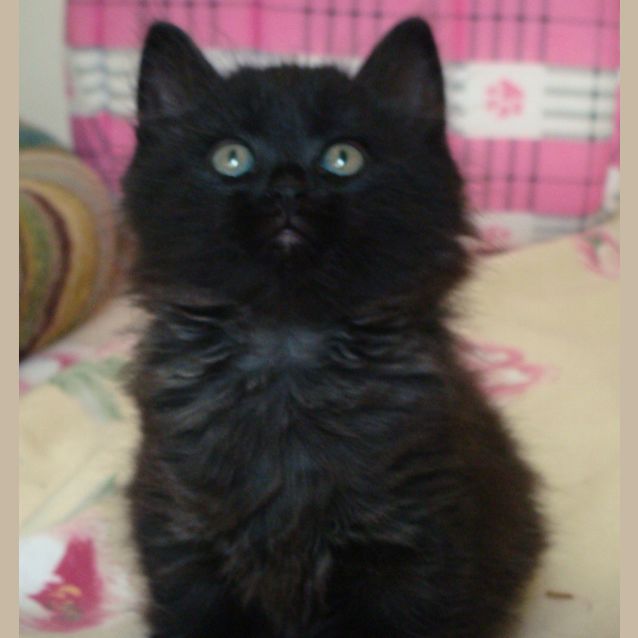 Photo of Miles (E1112)