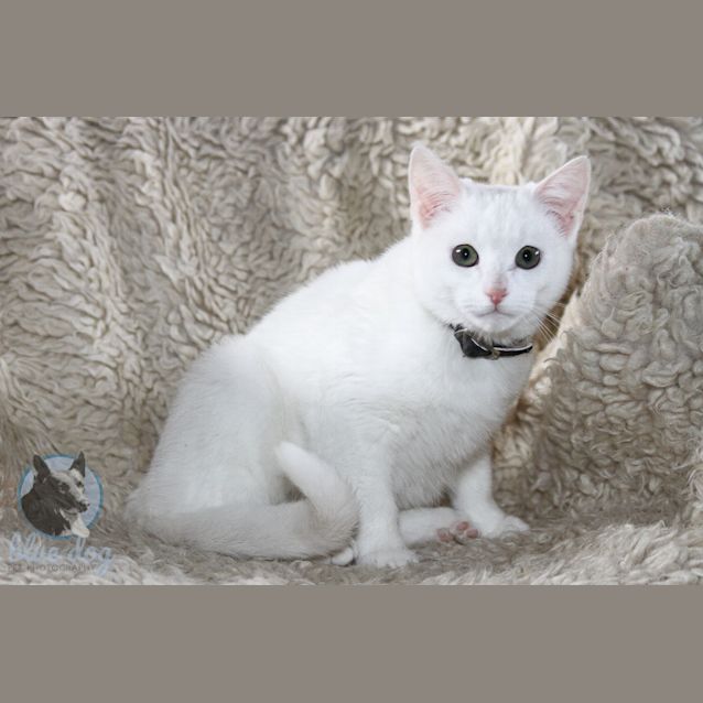 Photo of Ajax (C665) 