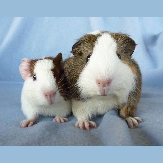 Photo of Paris And Pebbles