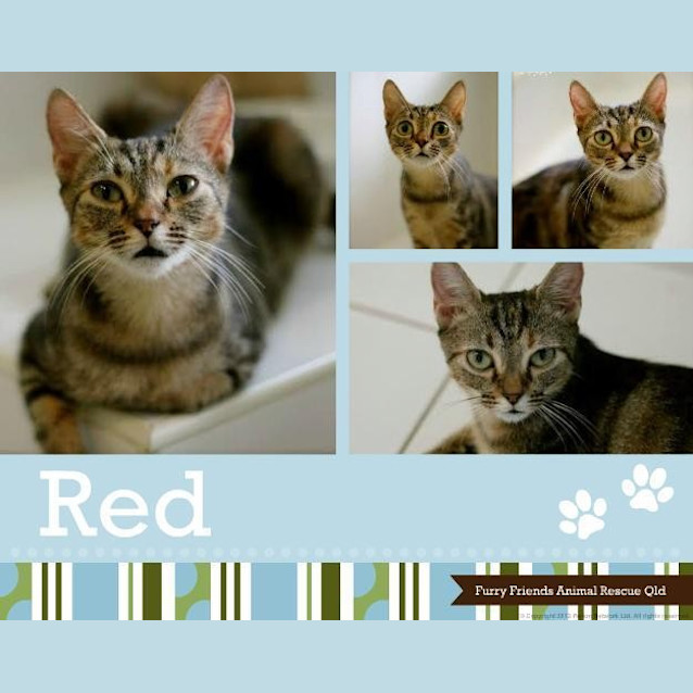 Photo of Red