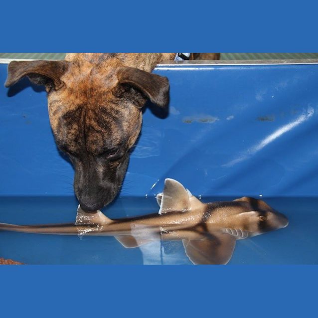 Photo of Ziggy (Adopted By Foster Carer)