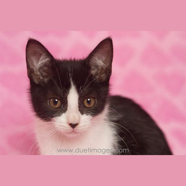 Photo of Daffodil 