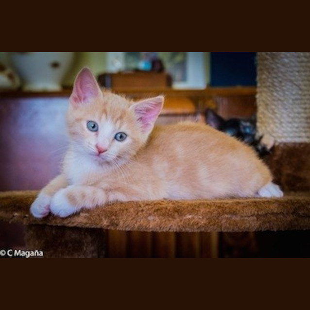 Photo of Winston (Ec0030)