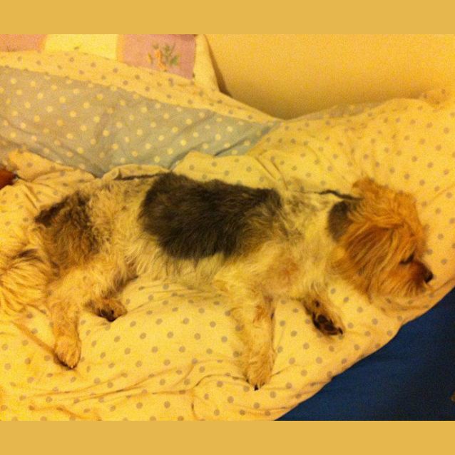 Photo of Chester