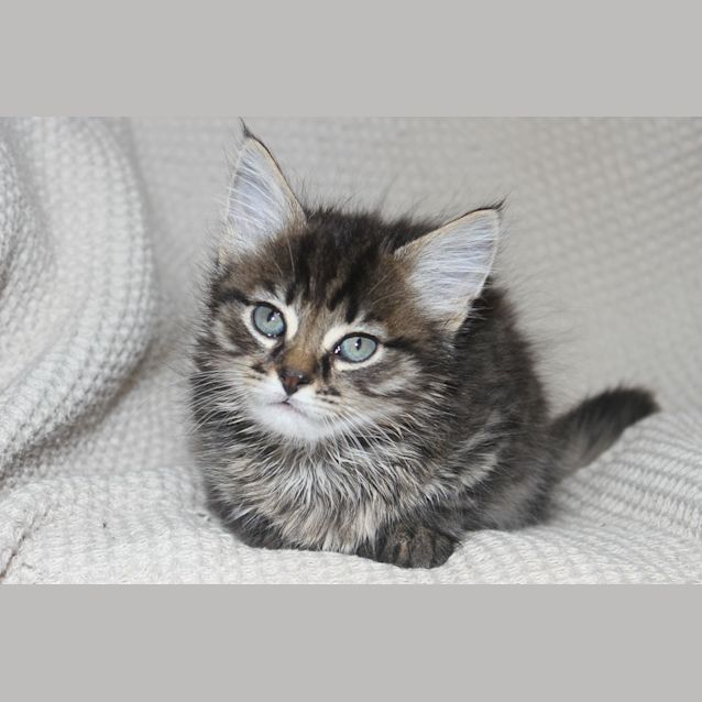 Photo of Matisse (C659)