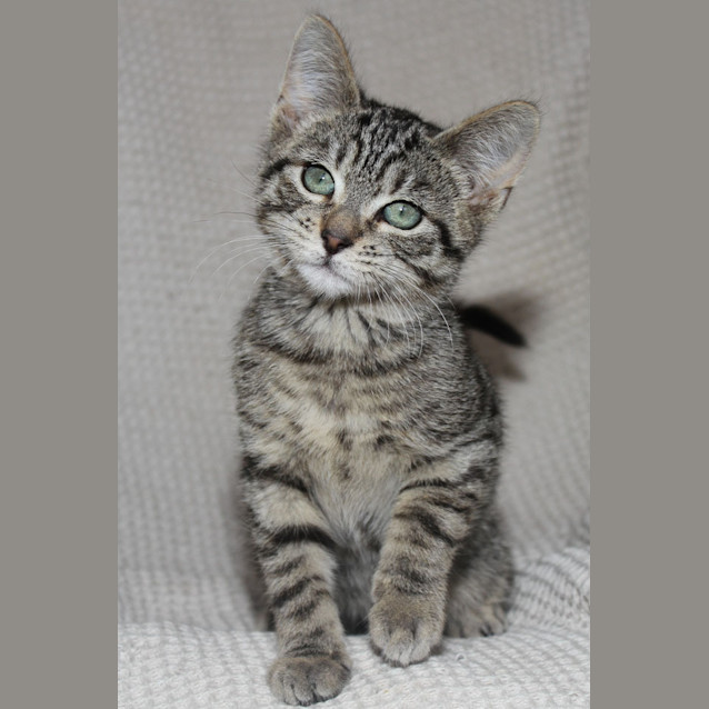 Photo of Mork (C658)