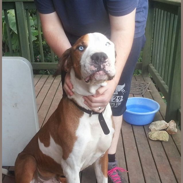 Photo of Dexter