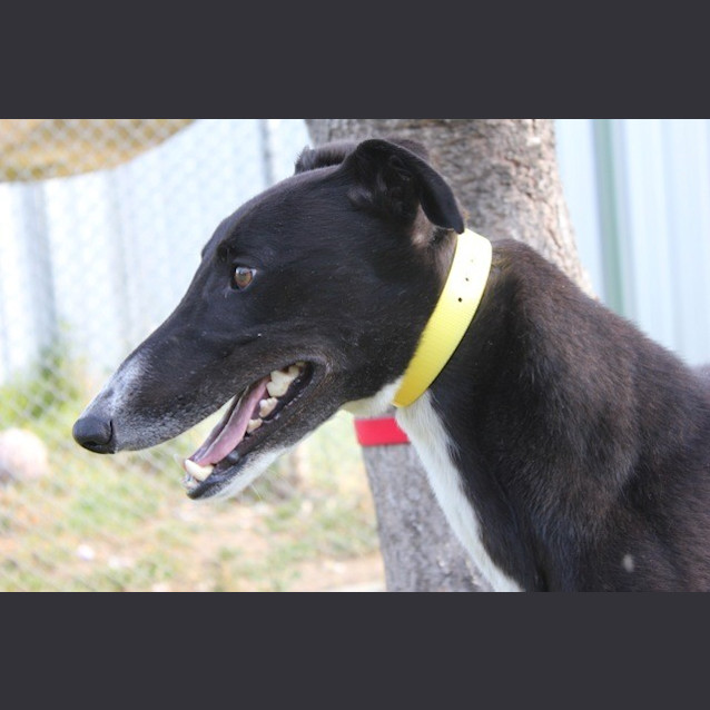 Photo of Junior 