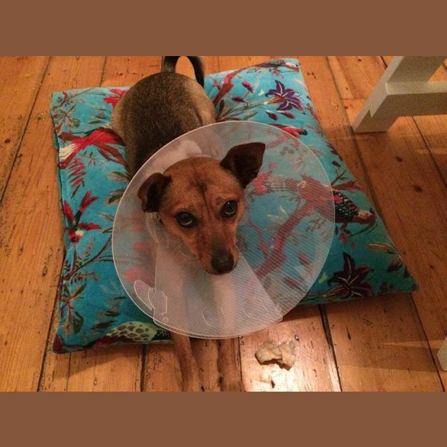 Photo of Lucy