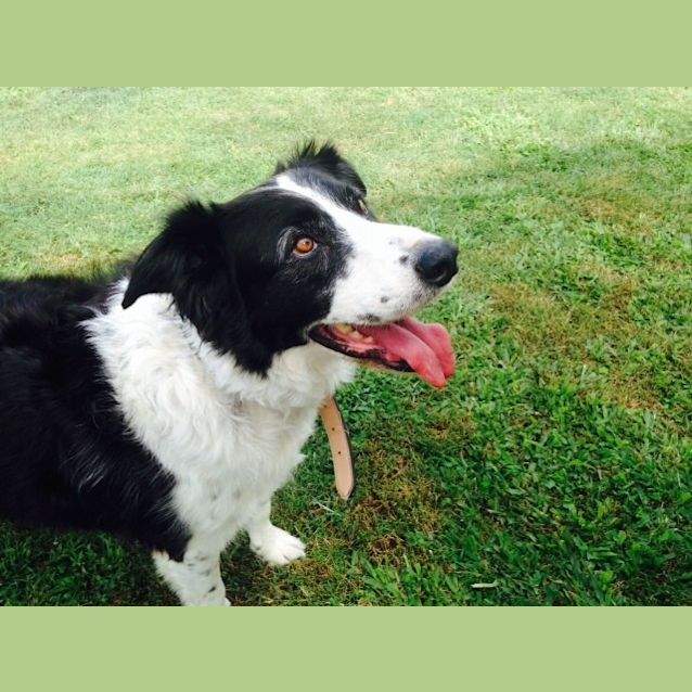 Photo of Bandit